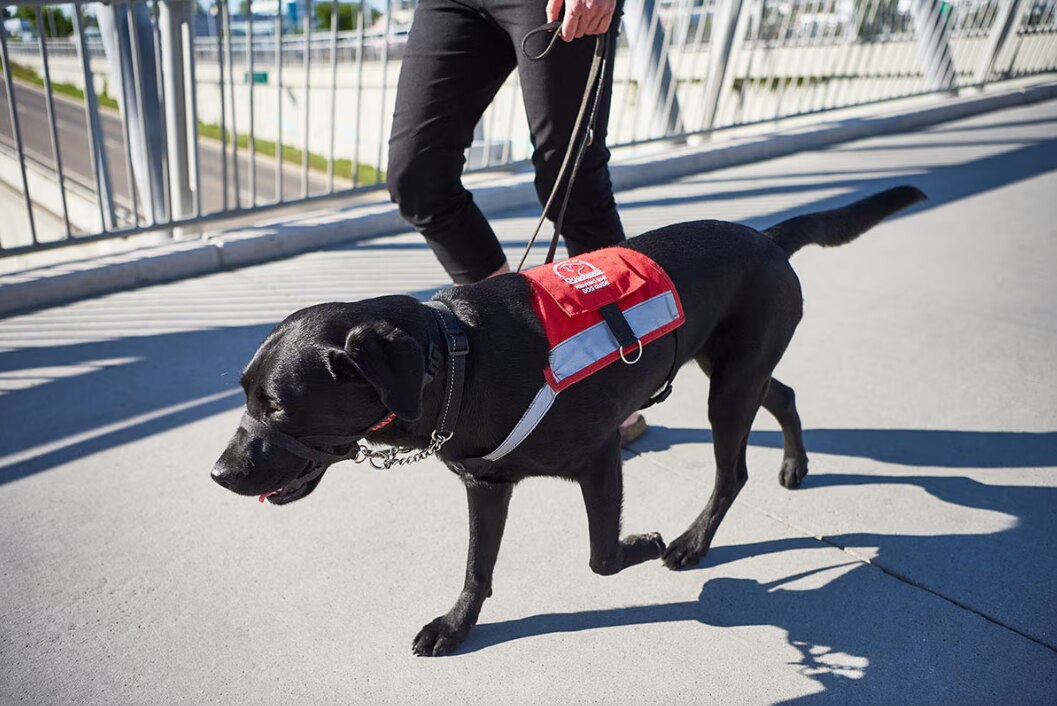 Picture of a large black guide dog leading his owner.
