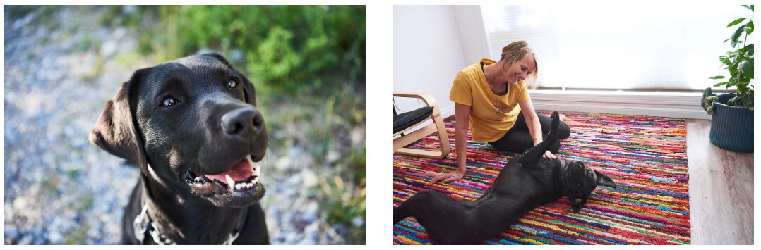 Portraits of a big black guide dog and its mistress