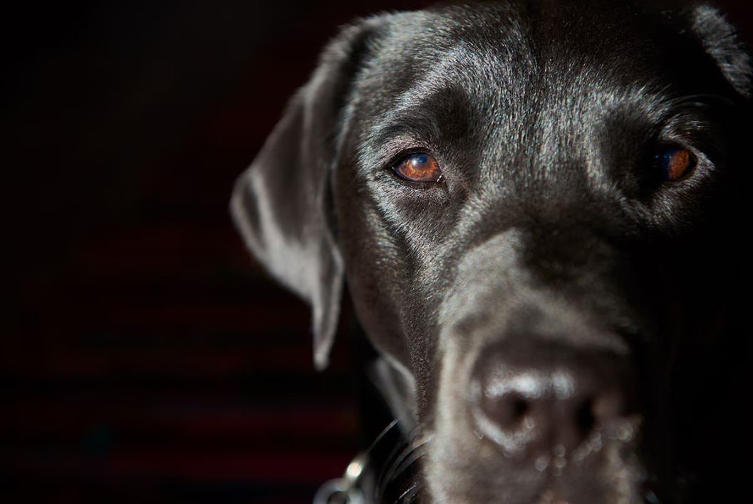 Portrait of a big black dog on a black background